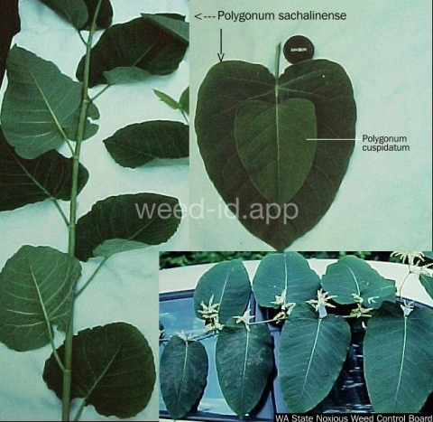 knotweed, Sakhalin